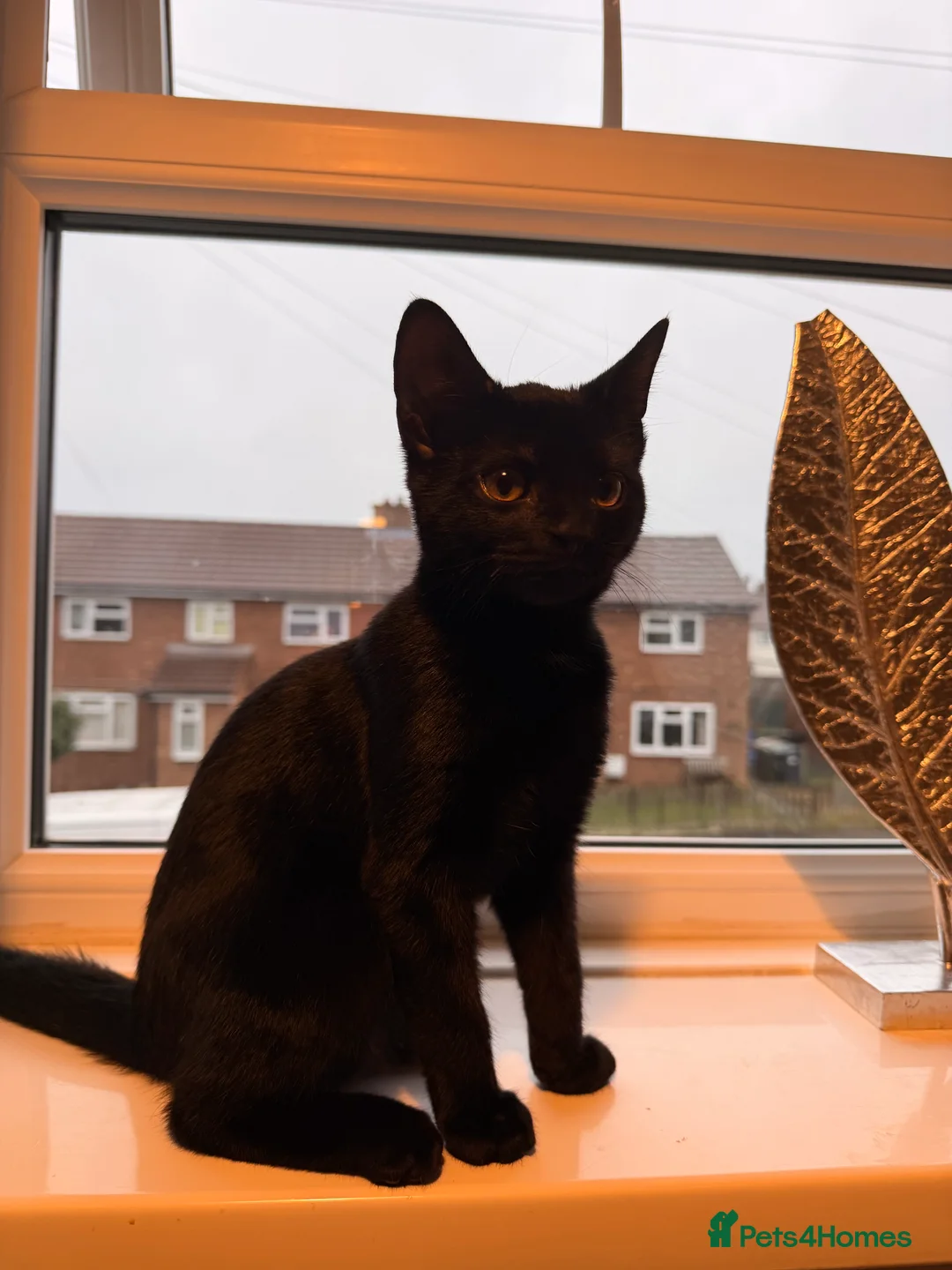 Mixed Breed cats for sale: Stunning Zora black girl need home  - Advert 1