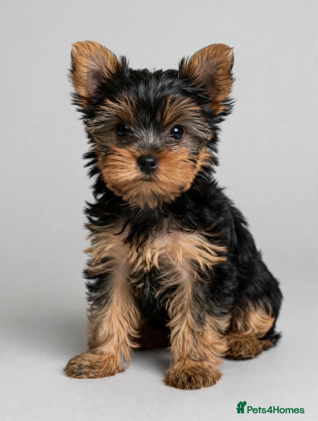 Yorkshire Terrier dogs for sale: 🐾✨  KC Registered Yorkshire Terrier Puppies ✨🐾   - Advert 1