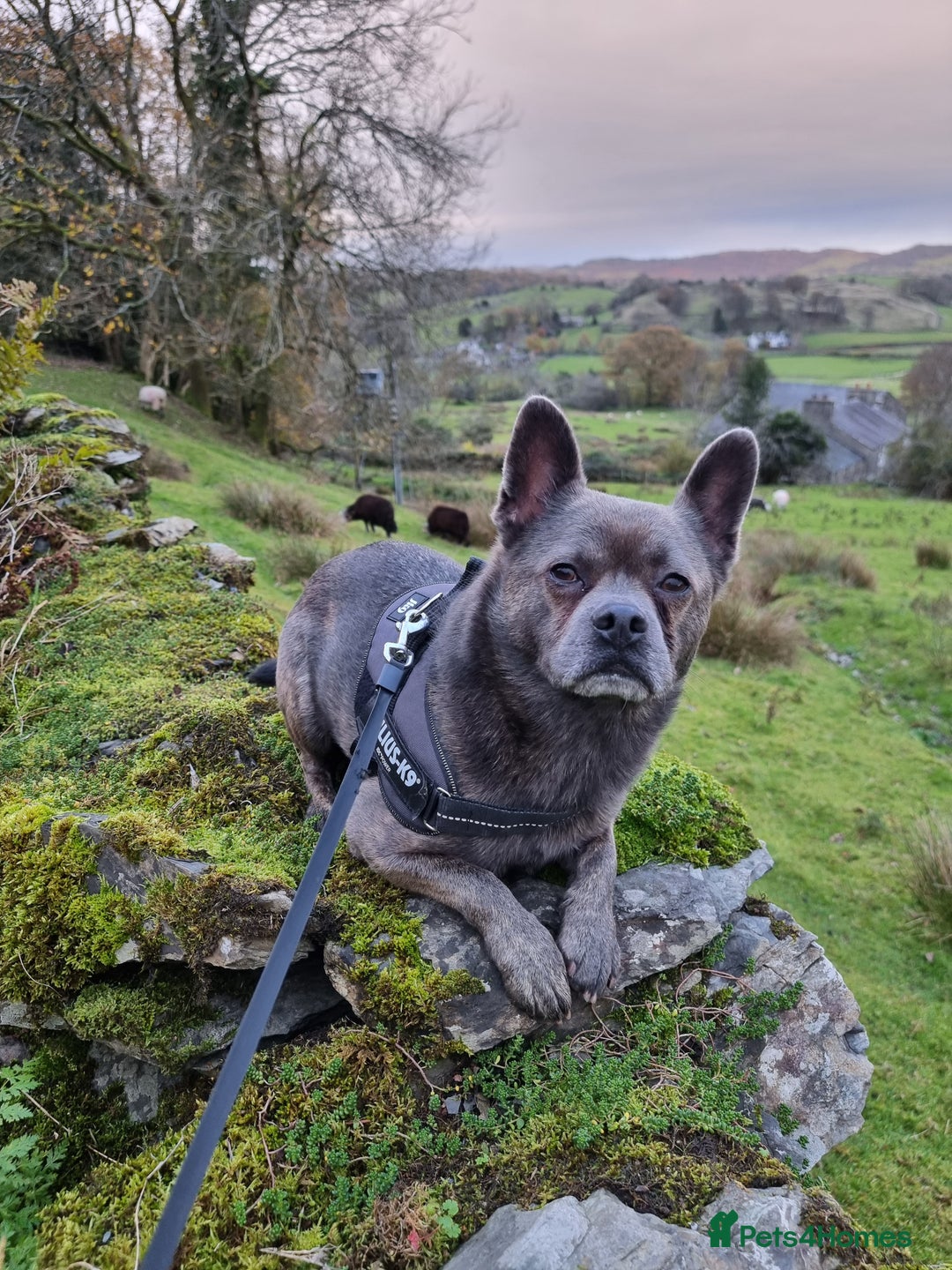 Mixed Breed dogs for sale: Ronnie  - Advert 17