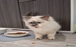 Ragcoon cats for sale: Beautiful Colourpoint Tortie Female Ragdoll Kitten - Image 14
