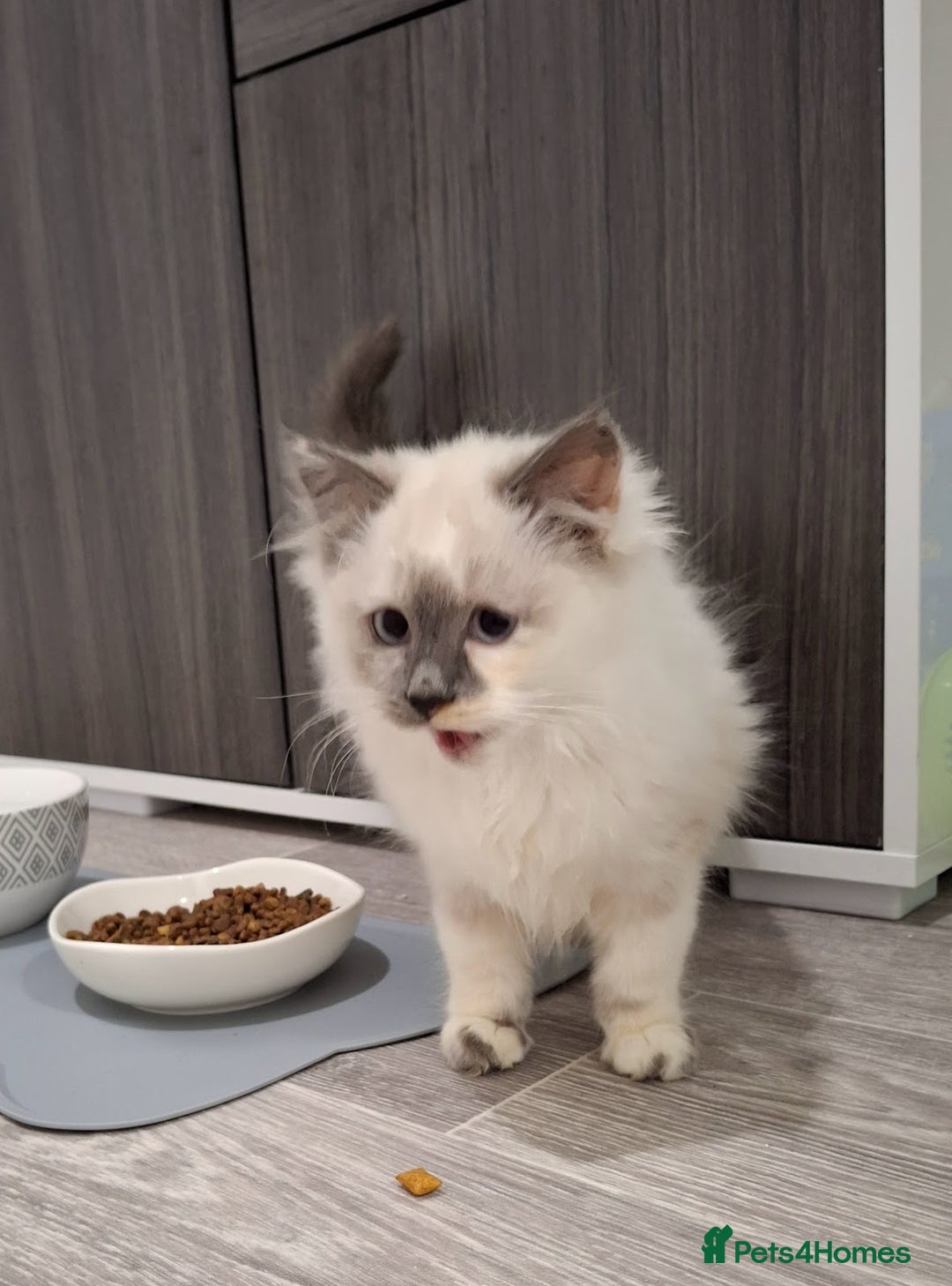 Ragcoon cats for sale: Beautiful Colourpoint Tortie Female Ragdoll Kitten - Image 14