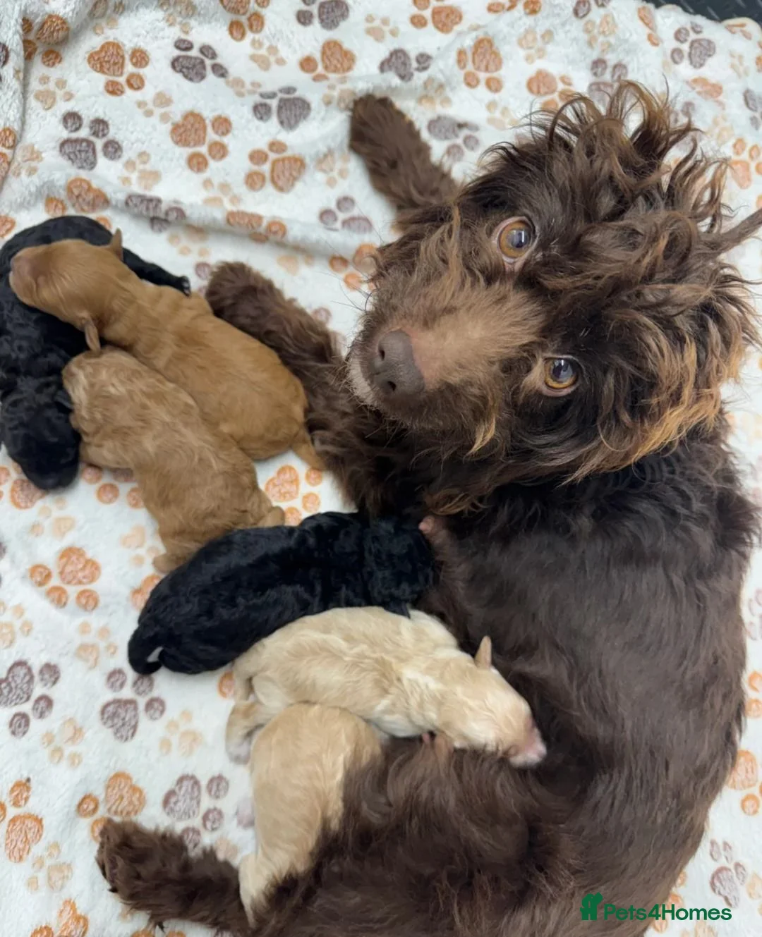 Cavapoo dogs for sale: Beautiful Cavapoo Puppies - Advert 17