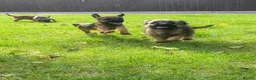 Border Terrier dogs for sale: Border-terrier  - Advert 1