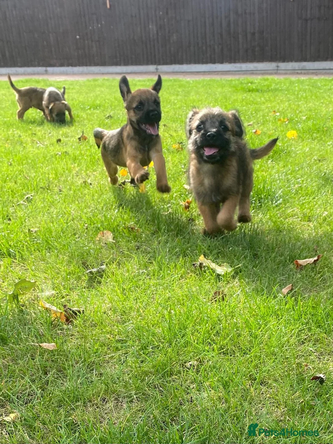 Border Terrier dogs for sale: Border-terrier  - Advert 1
