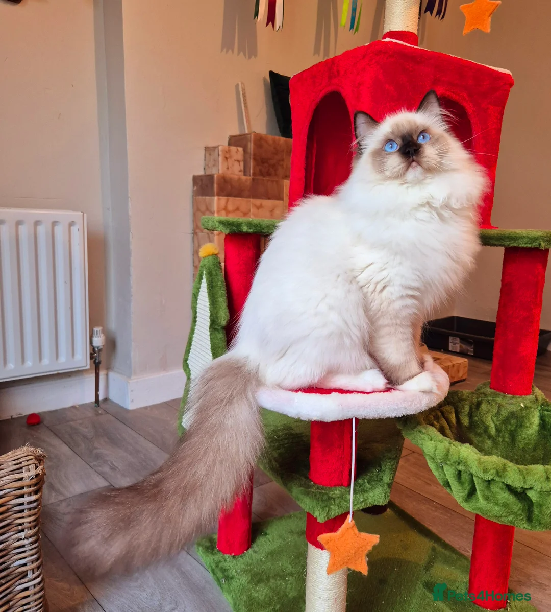 Ragdoll cats for sale: Ragdoll male kitten gccf active - Advert 14