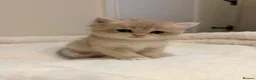 British Shorthair cats for sale: The Tik Tok Party kittens  in Holsworthy - Advert 13