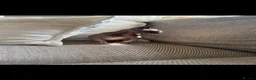 Sphynx cats for sale: Bicolour Sphynx cat black and white pink  in Bristol - Advert 2