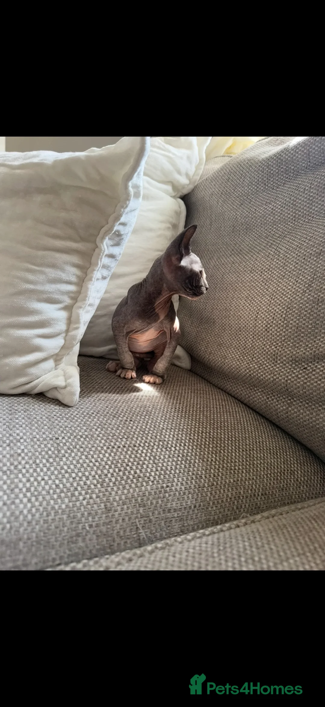 Sphynx cats for sale: Bicolour Sphynx cat black and white pink  in Bristol - Advert 2