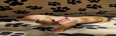 Miniature Dachshund 4