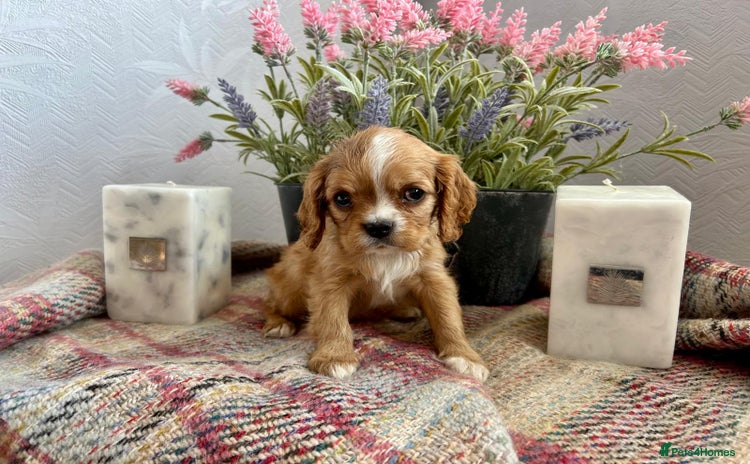 Cavalier King Charles Spaniel dogs - Advert 1