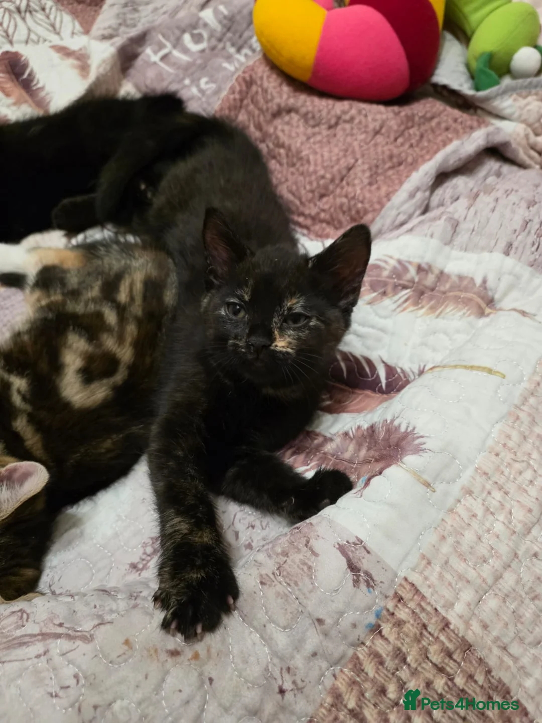 Mixed Breed cats for sale: Mixed Breed Kittens - Advert 5