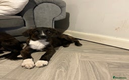 Mixed Breed dogs for sale: Staff cross puppies  - Image 3