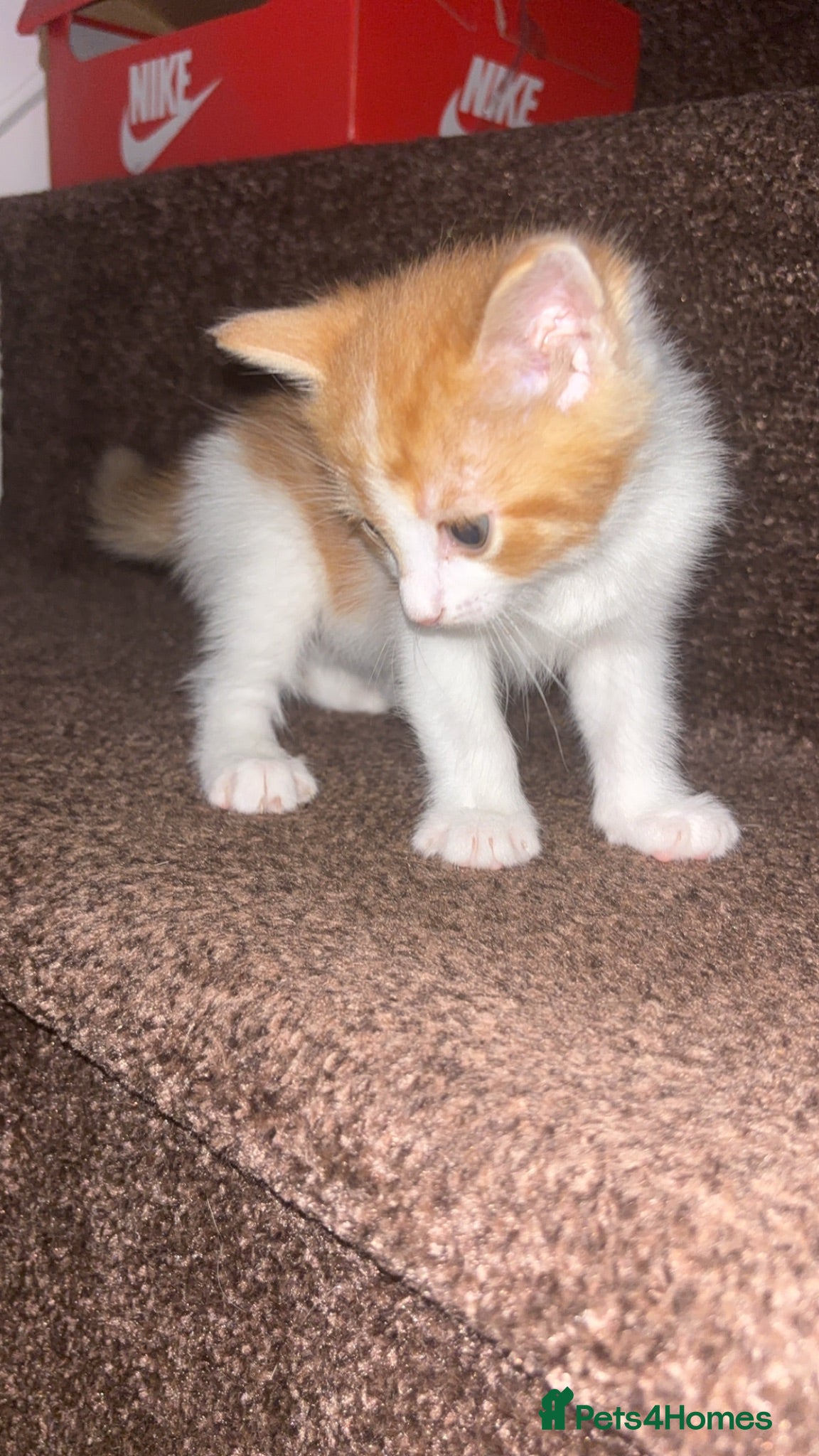 Mixed Breed cats Domestic longhaired ginger kittens 🐾 - Advert 17