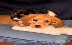 Cockalier dogs for sale: Rehoming Two Young Female Spaniels  - Image 15