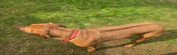 Rhodesian Ridgeback dogs for sale: Rodhisian ridgeback - Advert 8