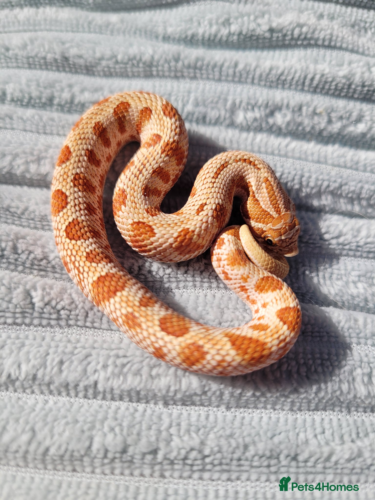 Snake reptiles  Western hognose snakes from £120 & Leachie gecko - Advert 4