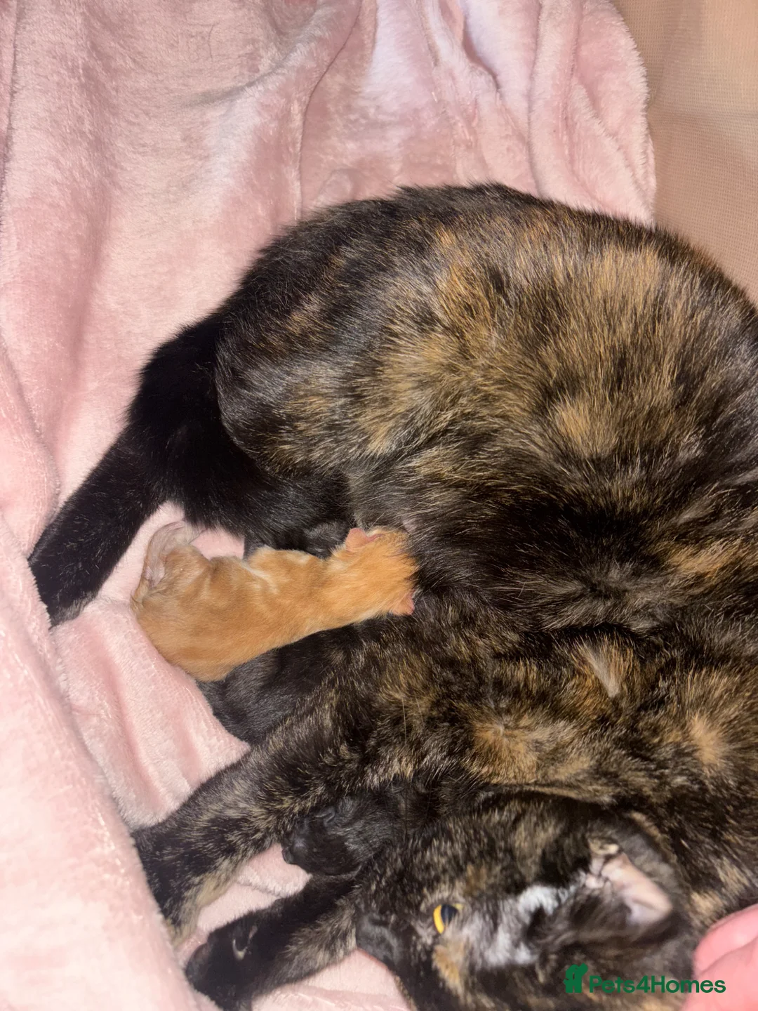 Mixed Breed cats for sale: Kittens , available 7th June!  - Advert 2