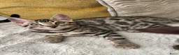 Bengal cats for sale: 🌟pedigree bengal kittens🌟 - Advert 4
