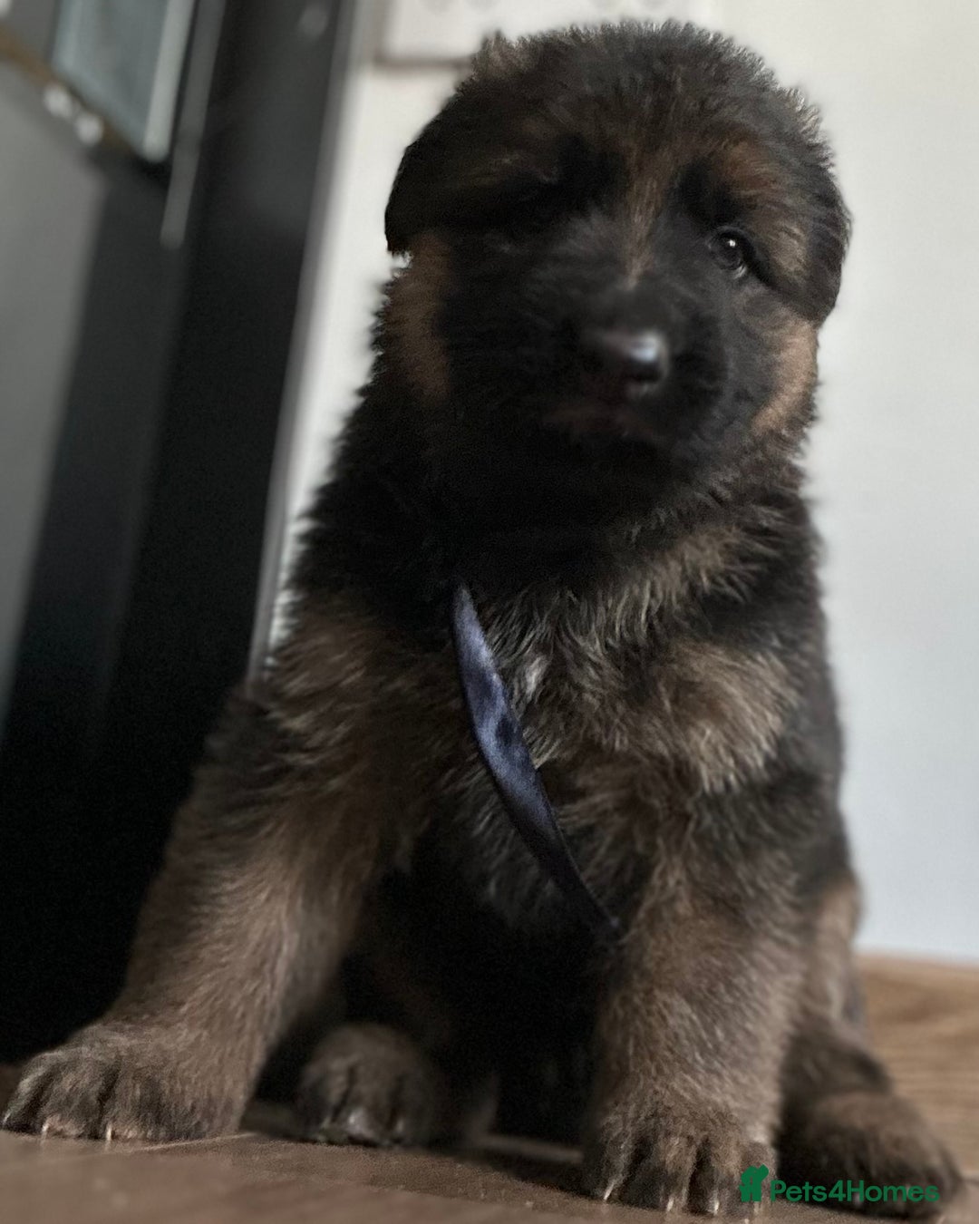German Shepherd dogs for sale: Kc Registered German Shepherd Puppies - Advert 13