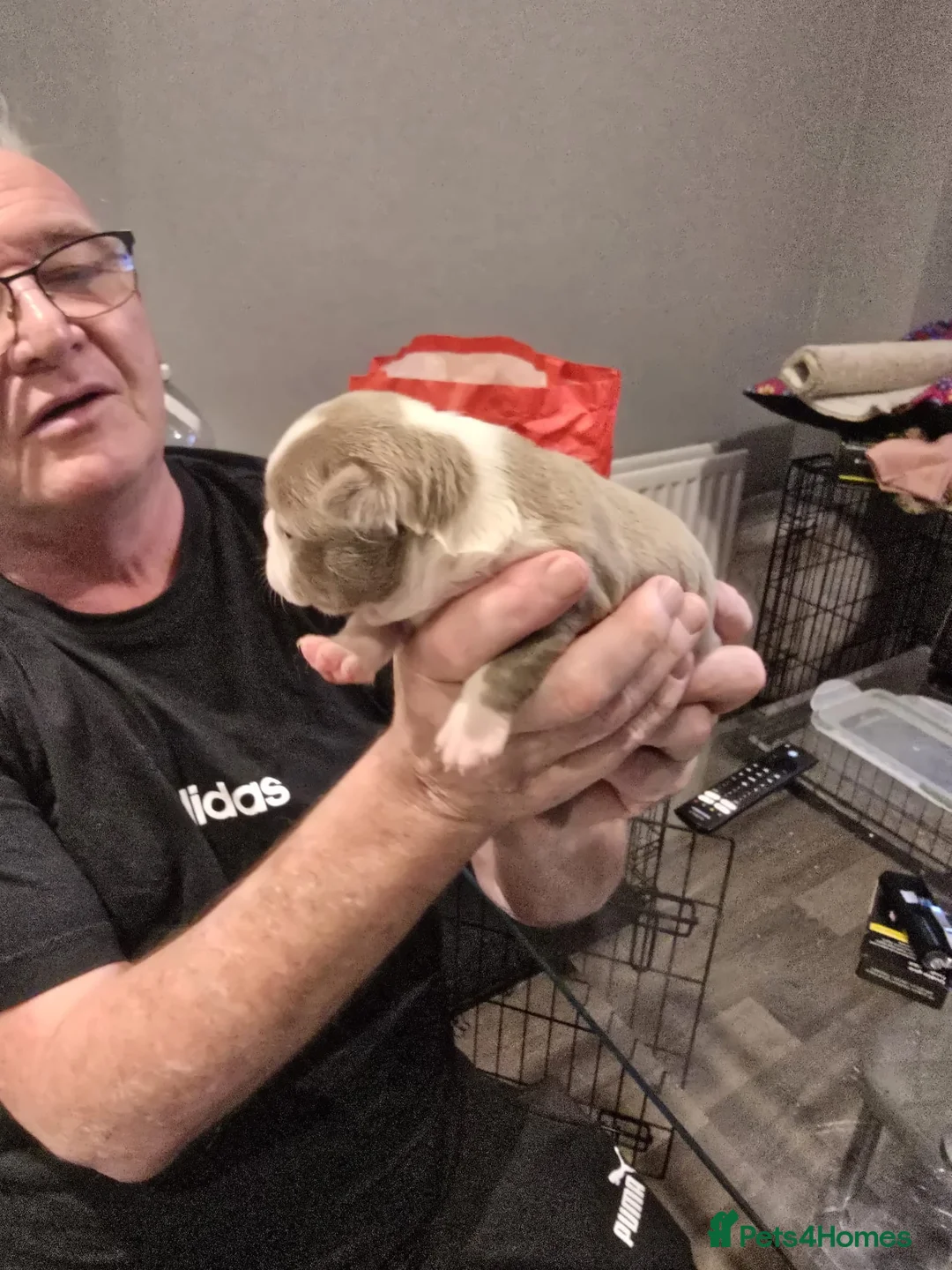 Boston Terrier dogs for sale: BEAUTIFUL BOSTON TERRIER PUPS  - Advert 24