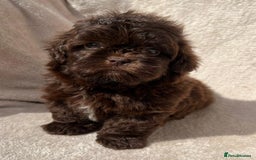 Shihpoo dogs for sale: Beautiful shihpoo - Image 4