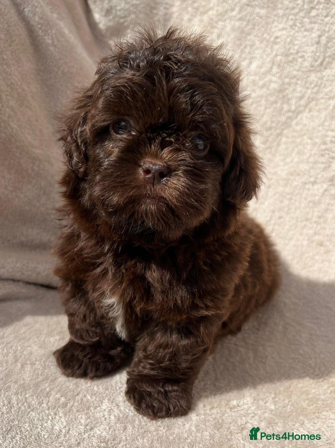 Shihpoo dogs for sale: Beautiful shihpoo - Image 4