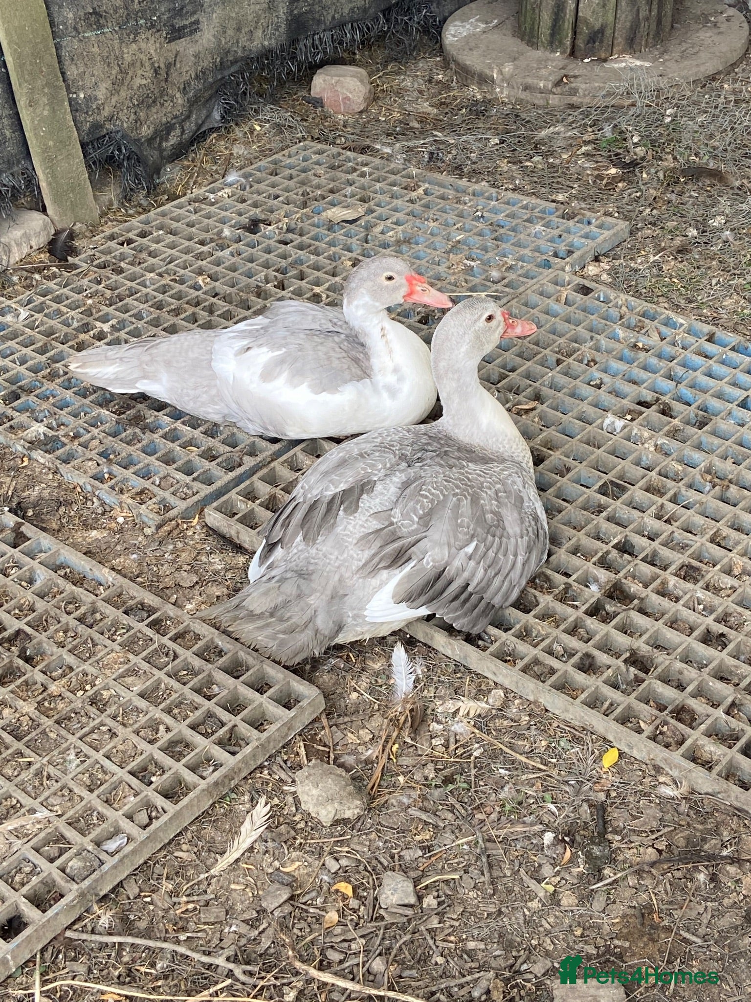 Ducks poultry Muscovy duck - Advert 9
