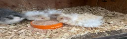 Guinea Pig rodents for sale: Long haired boys - Advert 2