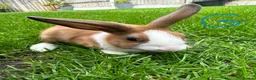 Dutch rabbits for sale: Dutch rabbits for sale  - Advert 6