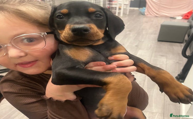 Dobermann dogs Ready now:KC reg’d vaccinated European Dobermans  - Advert 3