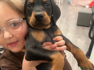 Dobermann dogs Ready now:KC reg’d vaccinated European Dobermans - Advert 3