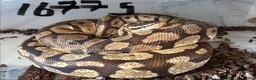 Python Snake reptiles for sale: Royal pythons - Advert 18