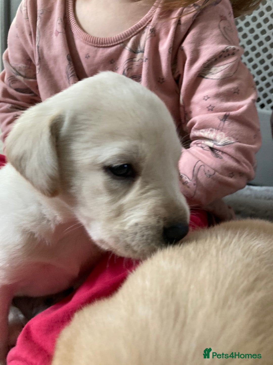 Labrador Retriever dogs for sale: 3 Color KC Labrador retriever 29. 11.2025 - Advert 15