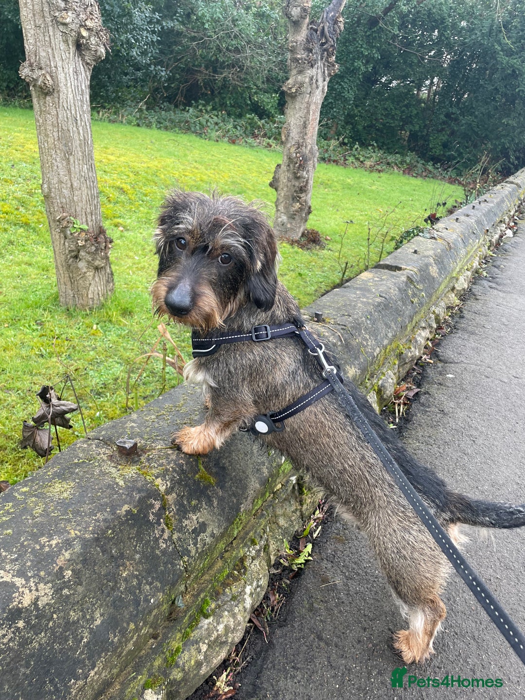 Dachshund dogs for stud: WIREHAIRED TECKEL DACHSHUND available for stud - Advert 2