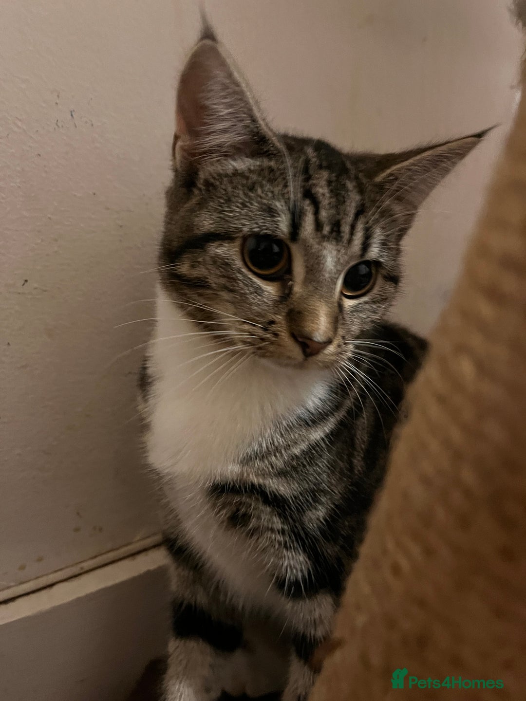 Mixed Breed cats for sale: adorable kittens looking for loving homes 💖🐾 - Advert 6