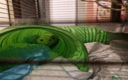Rat rodents for sale: 3xfemale rats  - Image 3