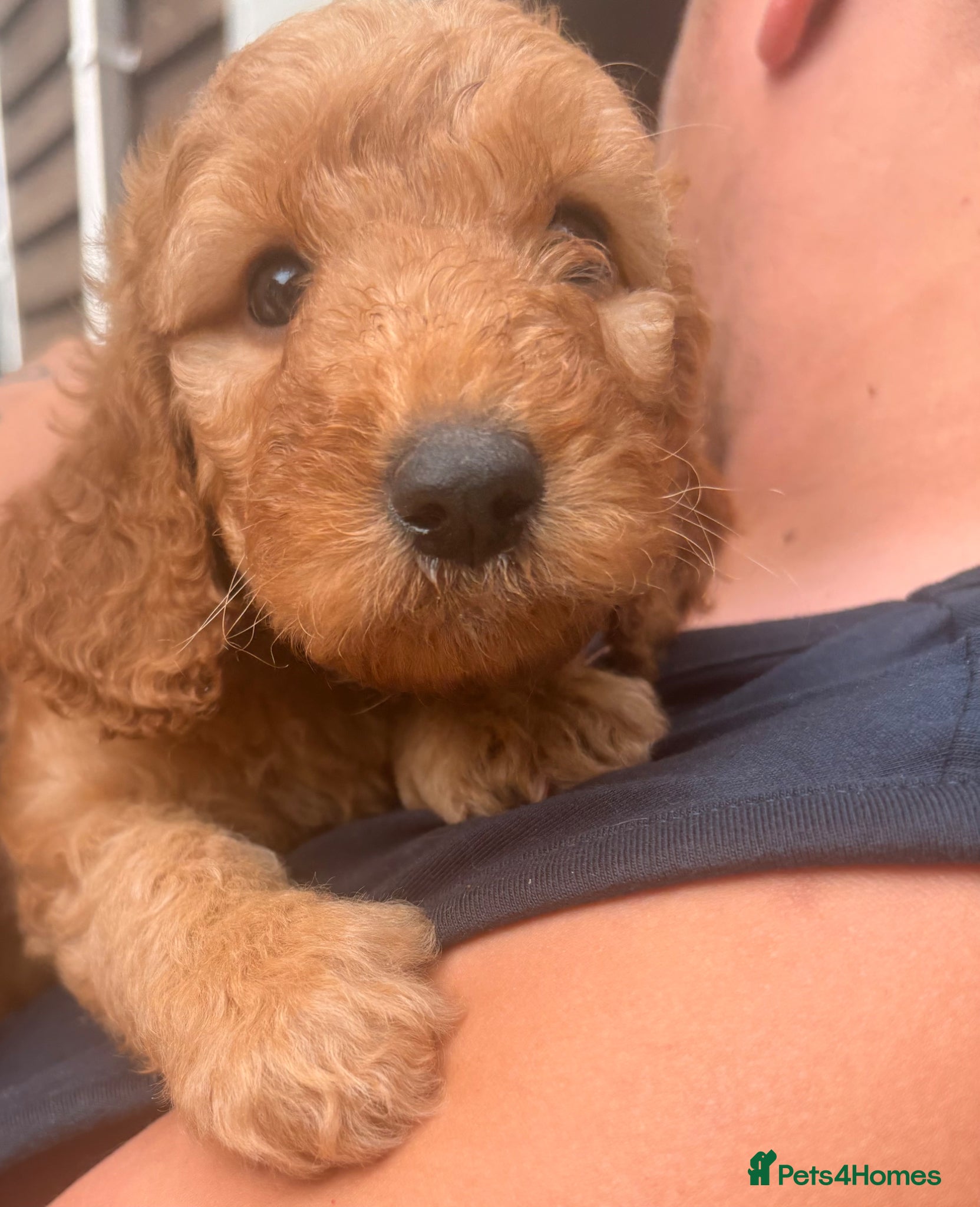 Cockapoo dogs  Red F2b cockapoos  - Advert 12