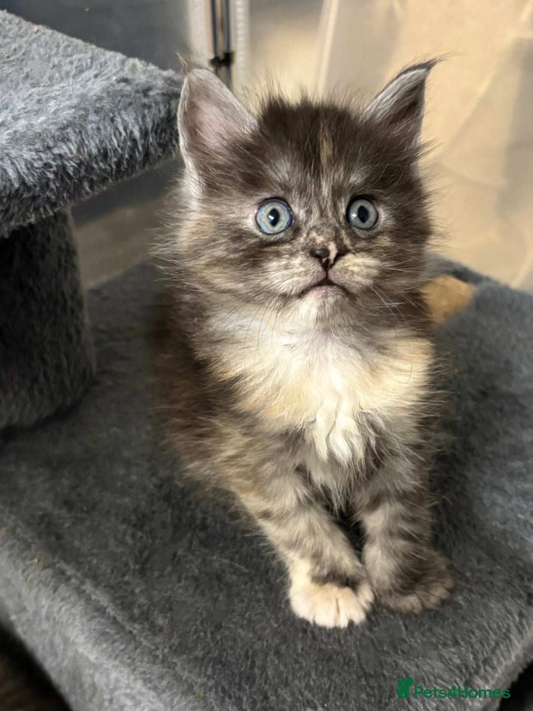 Maine Coon cats for sale: Beautiful RARE coloured Maine Coons - Image 3