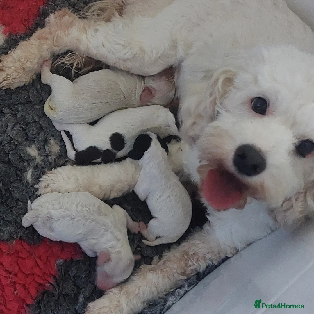 Cockapoo dogs for sale: Beautiful American cockapoo pups F1b - Advert 1