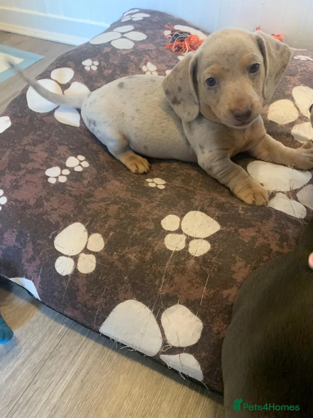 Dachshund dogs for sale: Dapple Cream Boy  - Advert 1