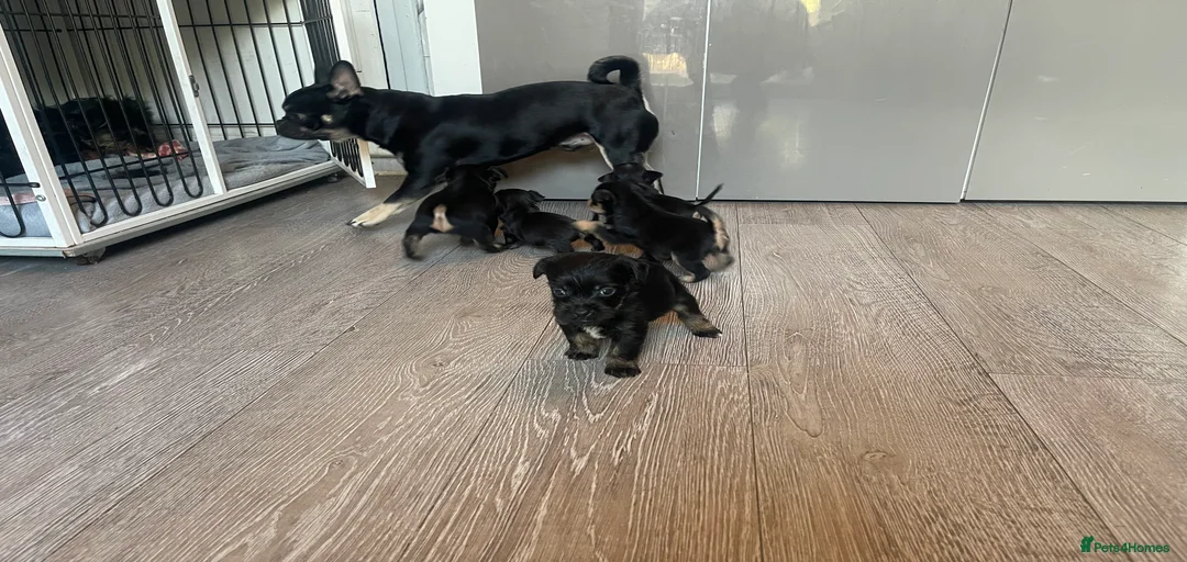 Gallery Image {{count}}