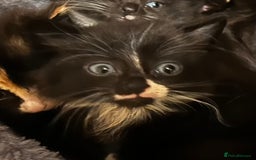 Ragcoon cats for sale: Ragdoll cross Maine coon - Image 22