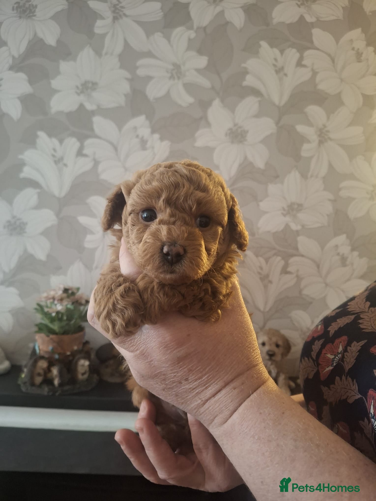 Maltipoo dogs Gorgeous Maltipoo Boy  - Advert 2