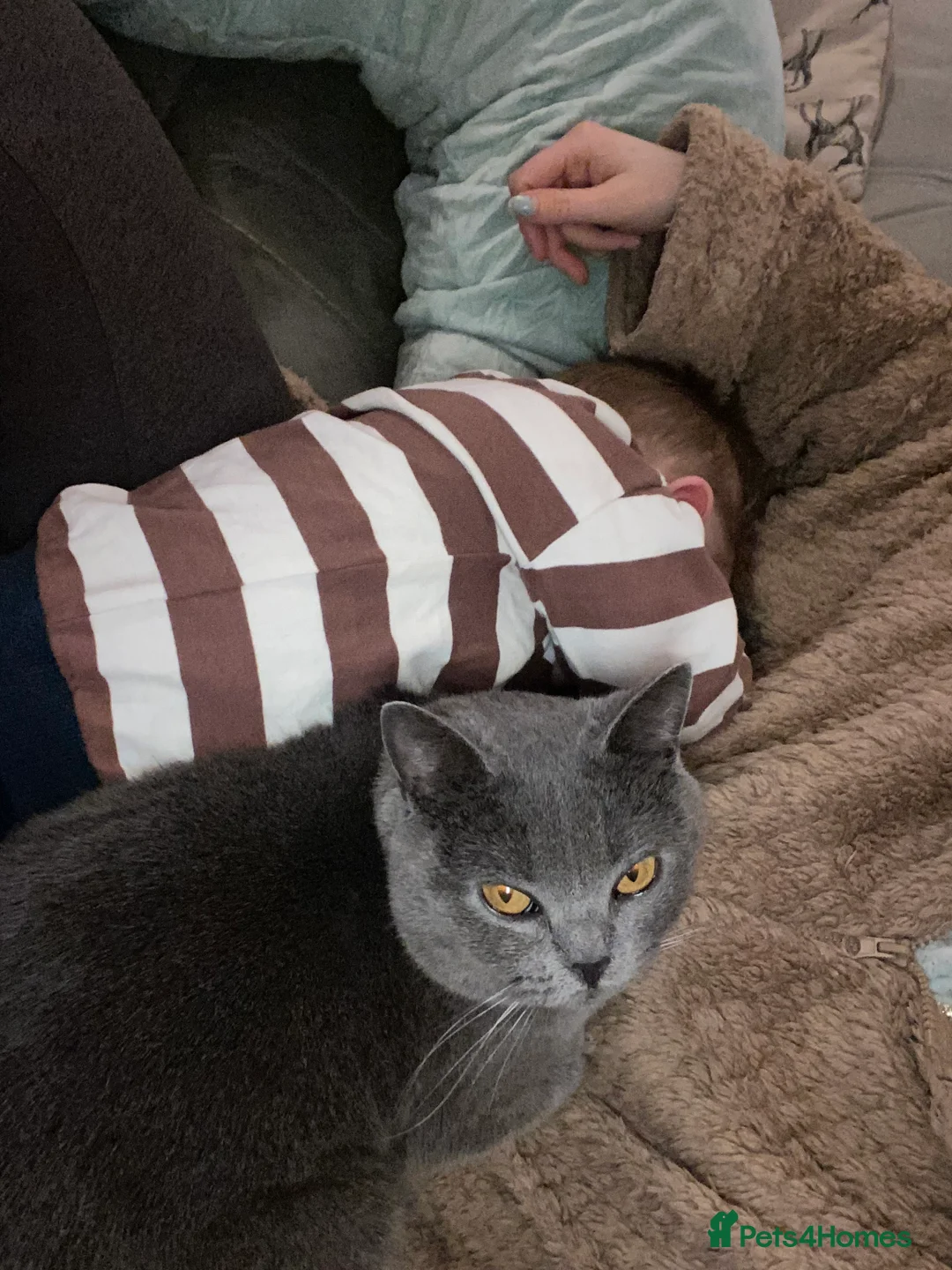 British Shorthair cats for sale: Beautiful British Shorthair female  - Advert 5