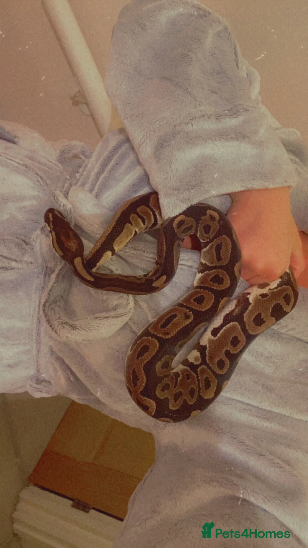 Python Snake reptiles for sale: 2 1/2yo Wild type X (confusion) royal python . - Advert 2