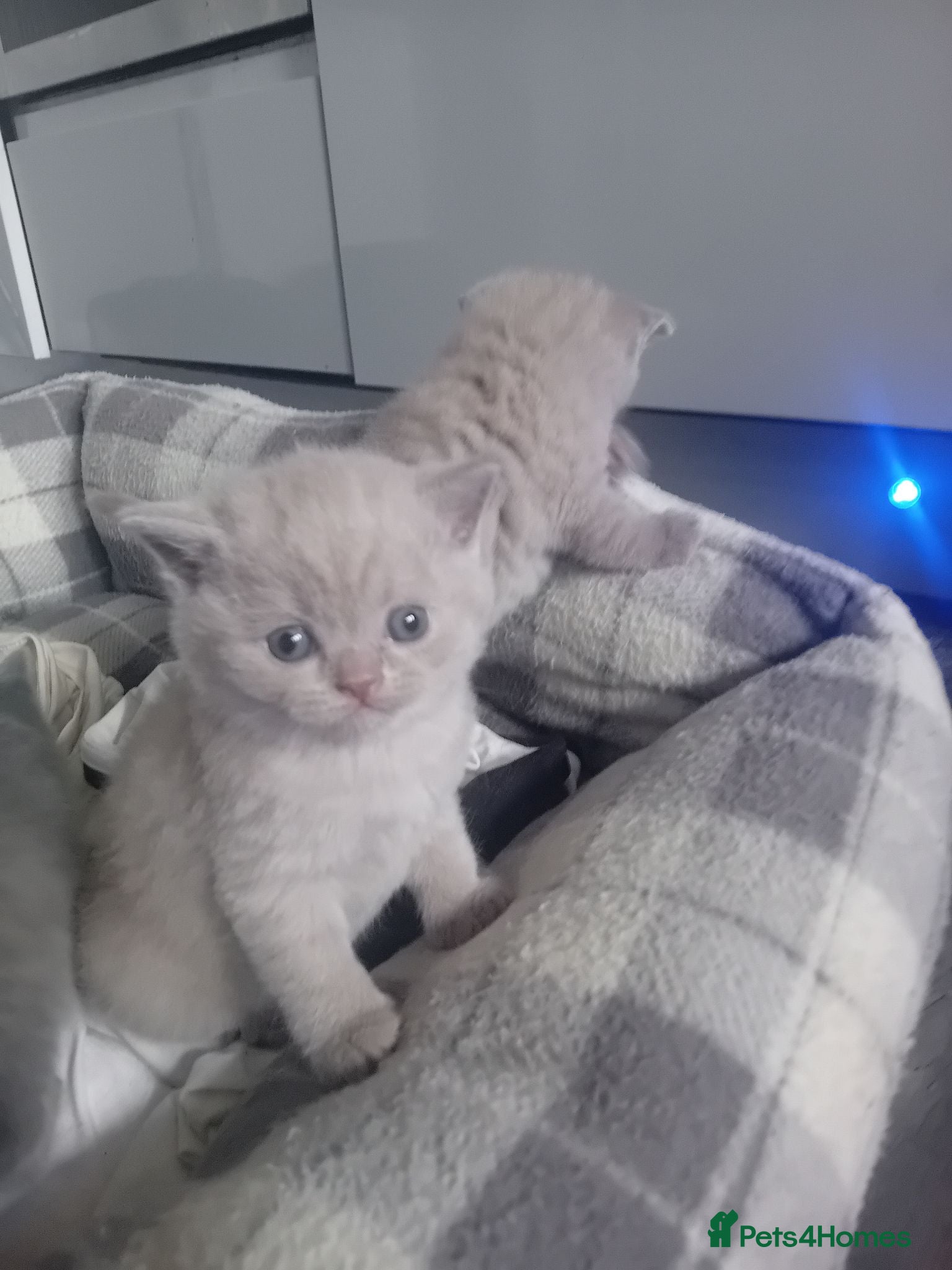British Shorthair cats lilac british shorthair kittens - Advert 1