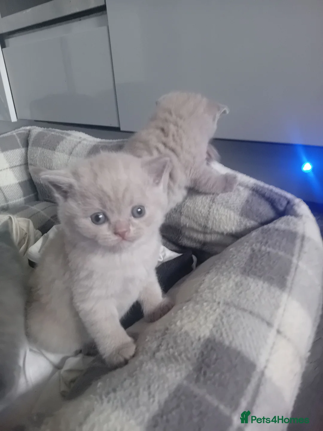 British Shorthair cats for sale: lilac british shorthair kittens - Advert 1