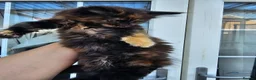 Maine Coon cats for sale: Beautiful Maine Coon Kittens - Advert 12