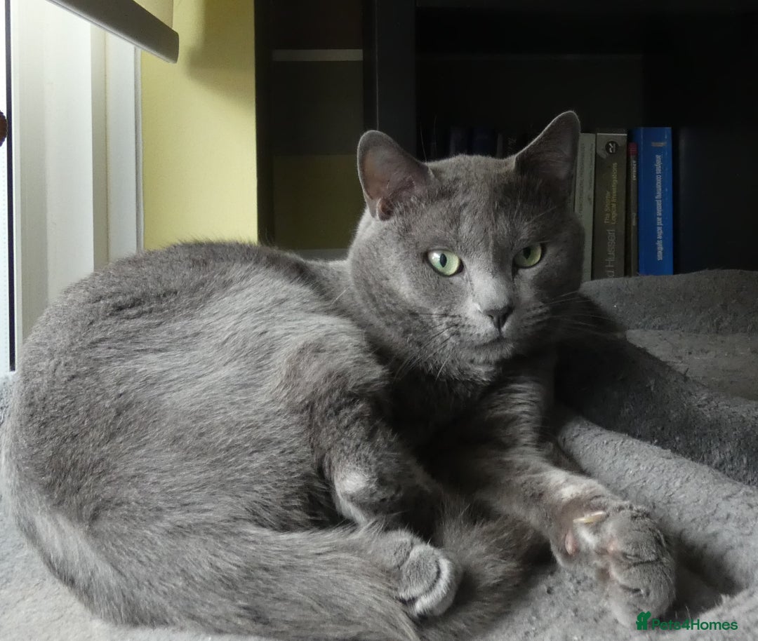 Russian Blue cats for sale: Pure Russian Blue Kittens, 3 girls, 1 boy - Image 11