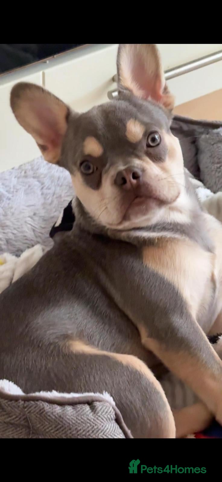 French Bulldog dogs Stunning boy looking for his forever home  - Advert 1